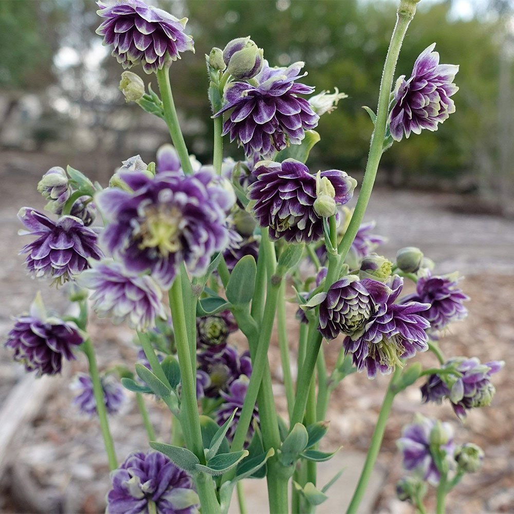 Превью изображения