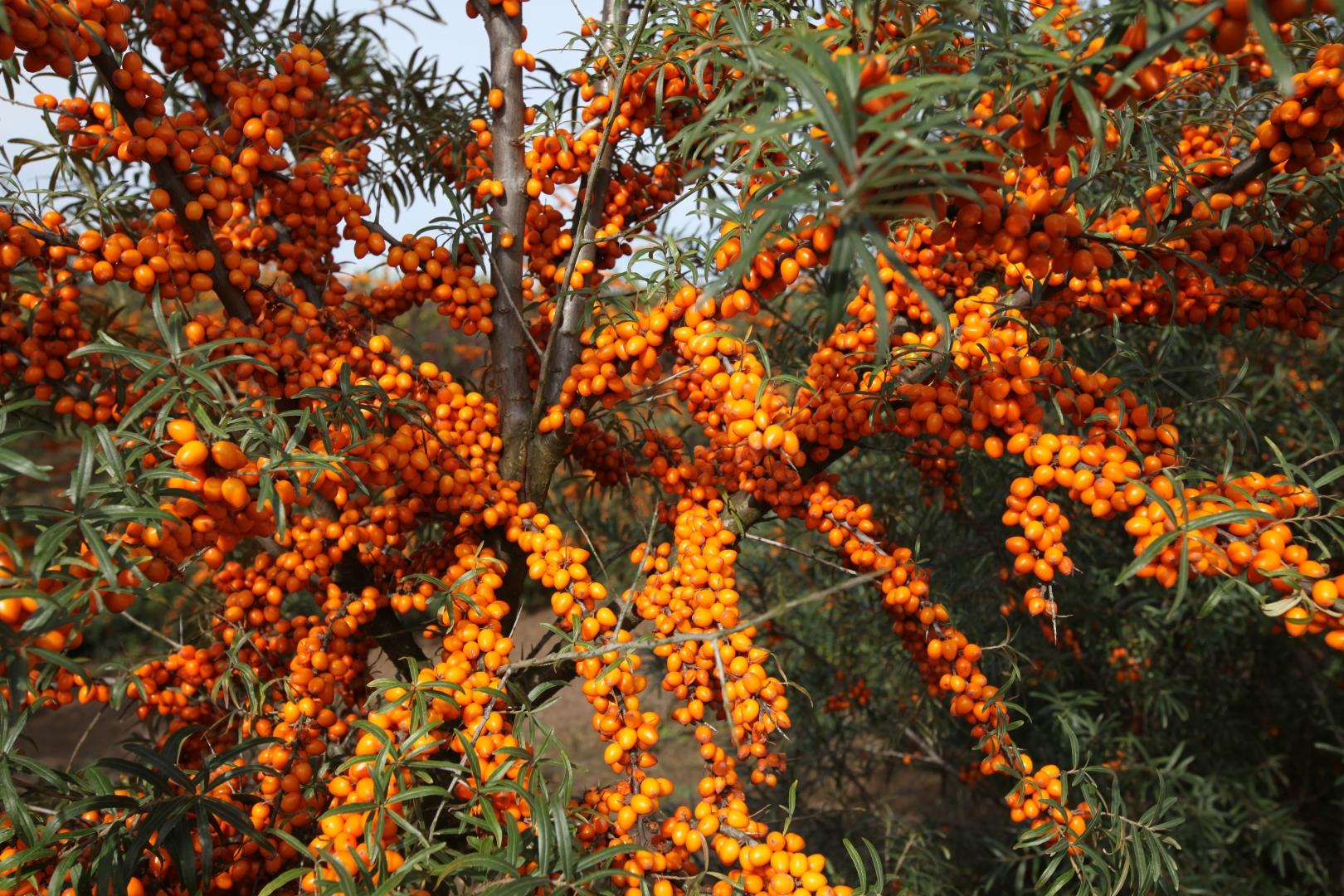 Превью изображения