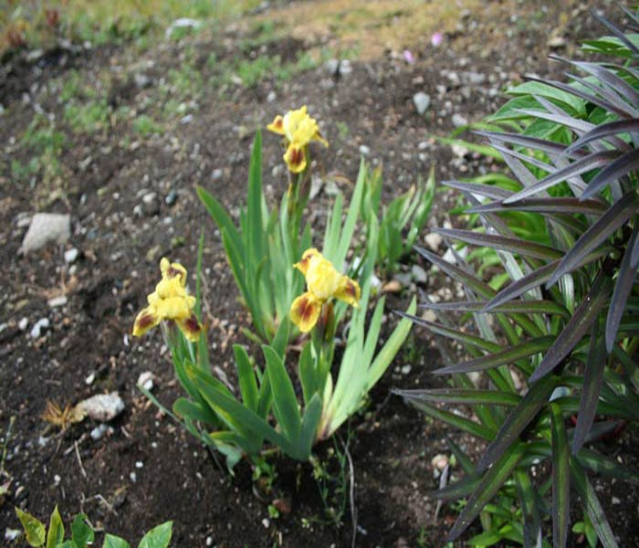 Превью изображения