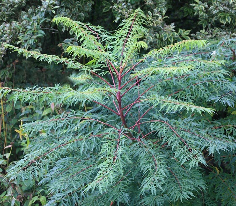 Превью изображения