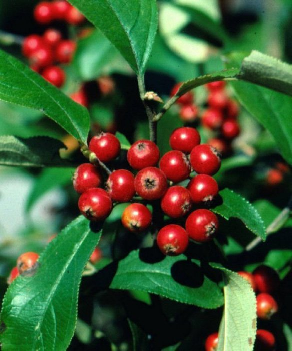 Превью изображения