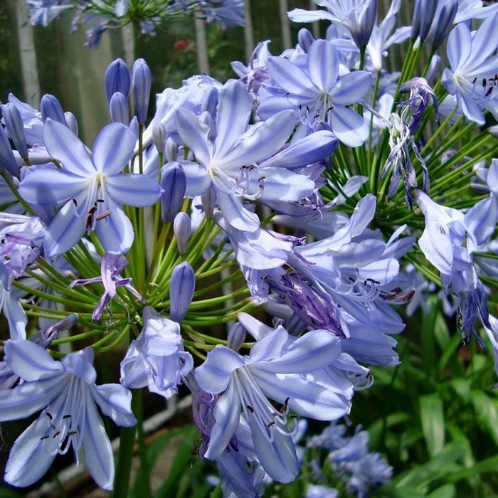 Превью изображения