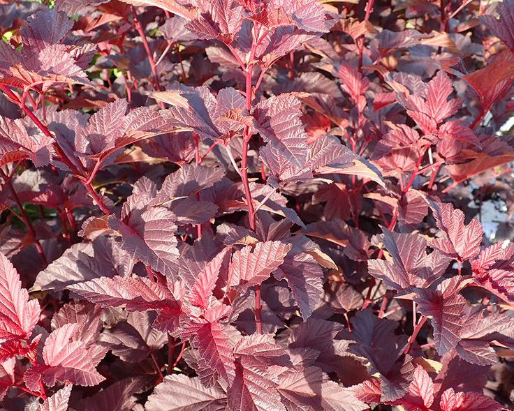 Превью изображения