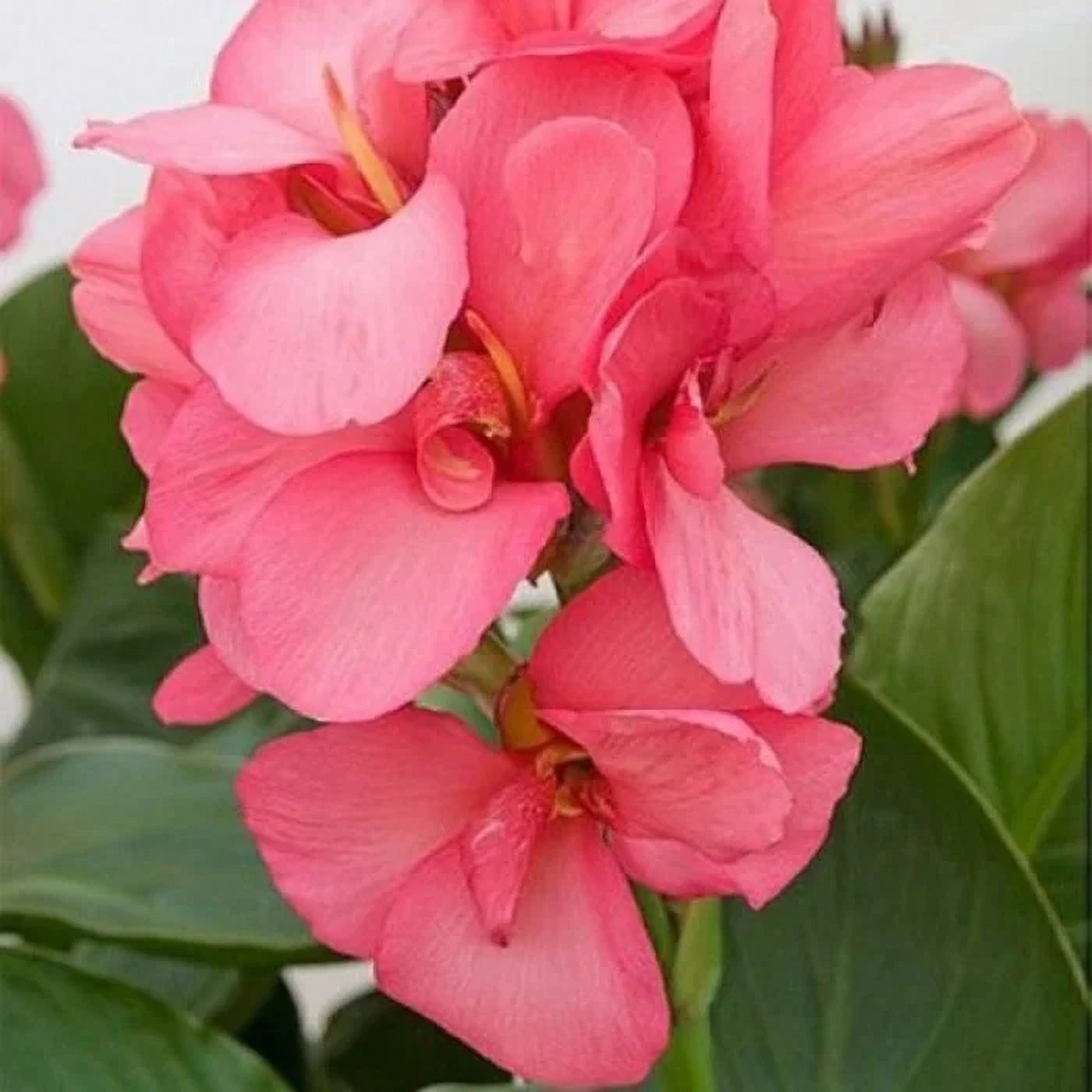 Превью изображения