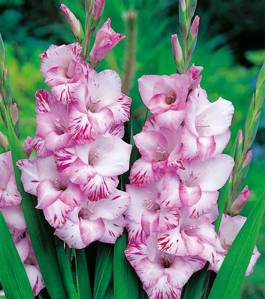 Превью изображения