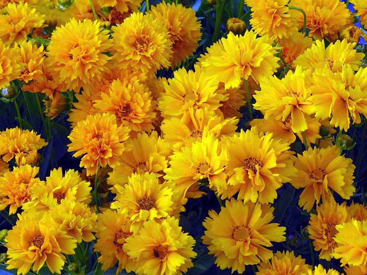 Превью изображения