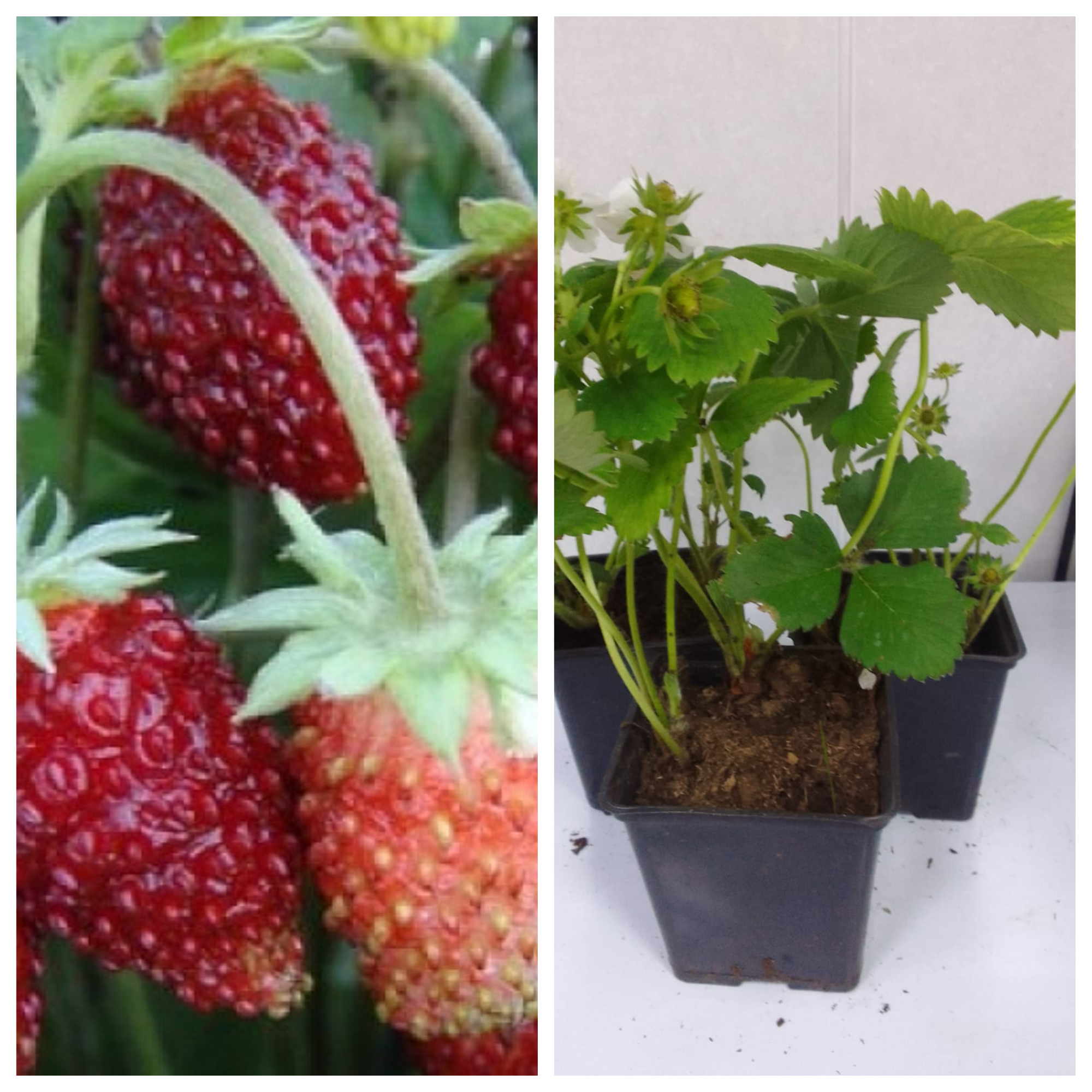 Превью изображения