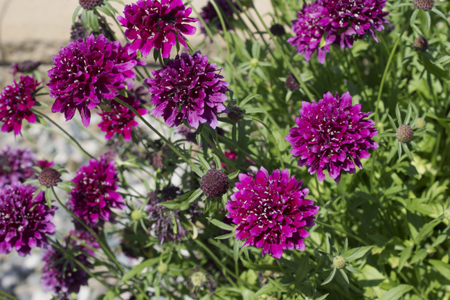 Превью изображения