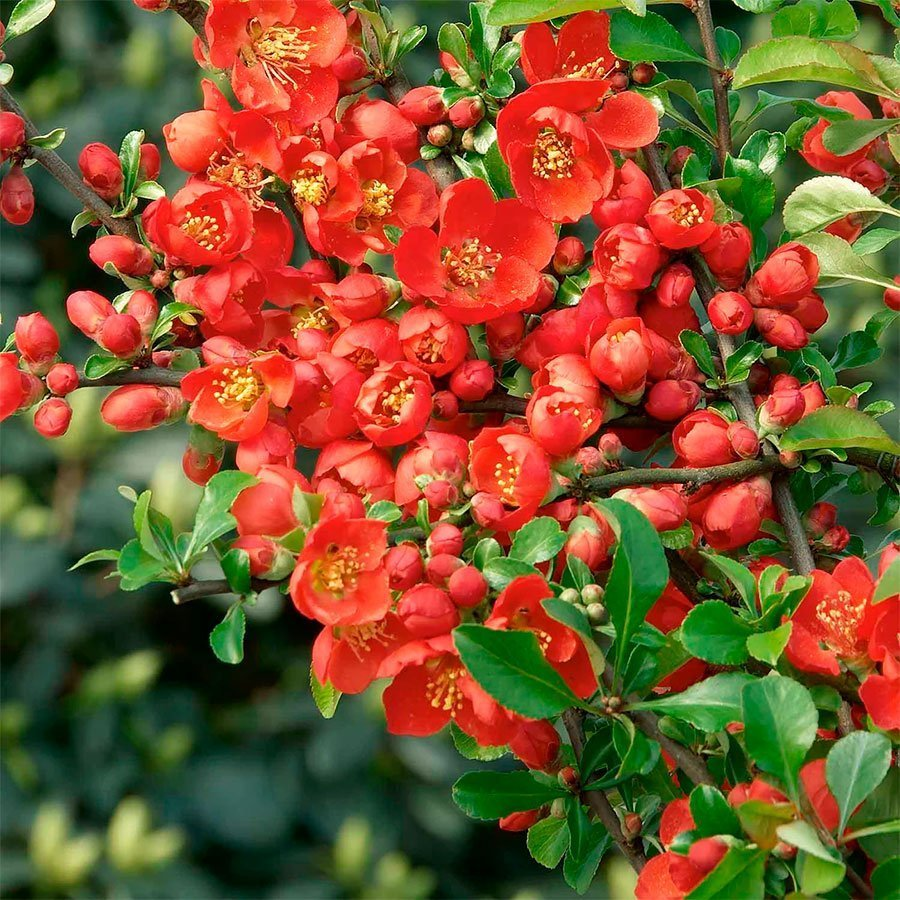 Превью изображения