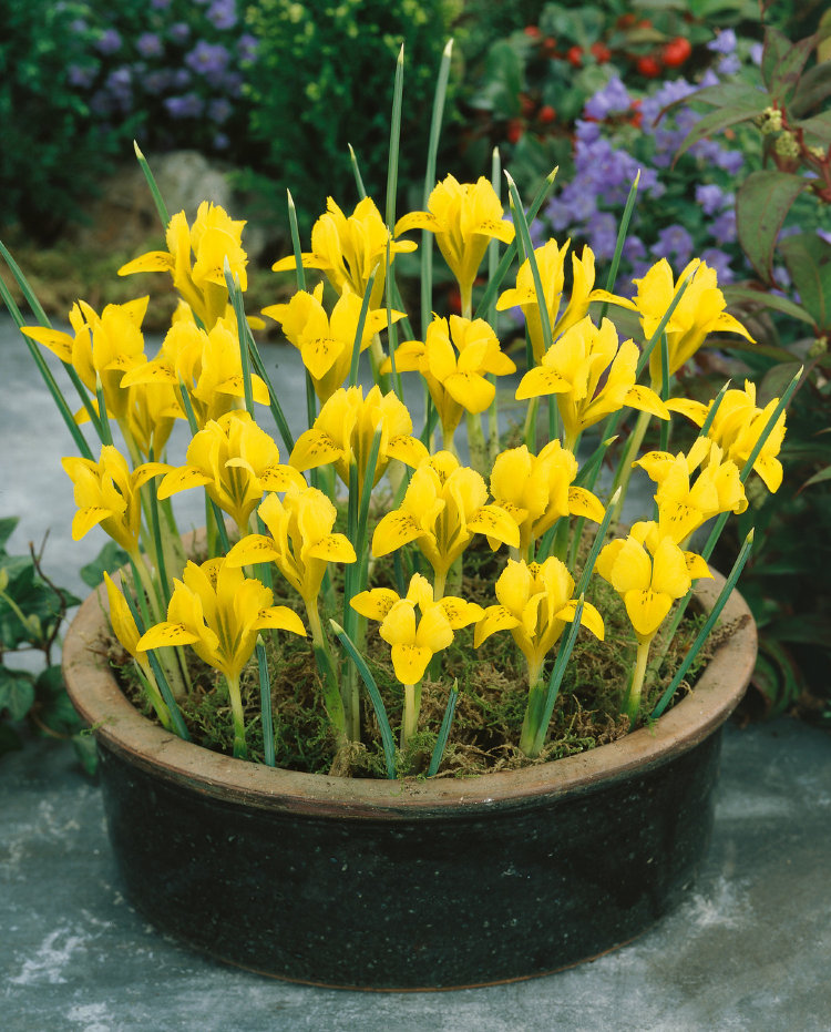 Превью изображения