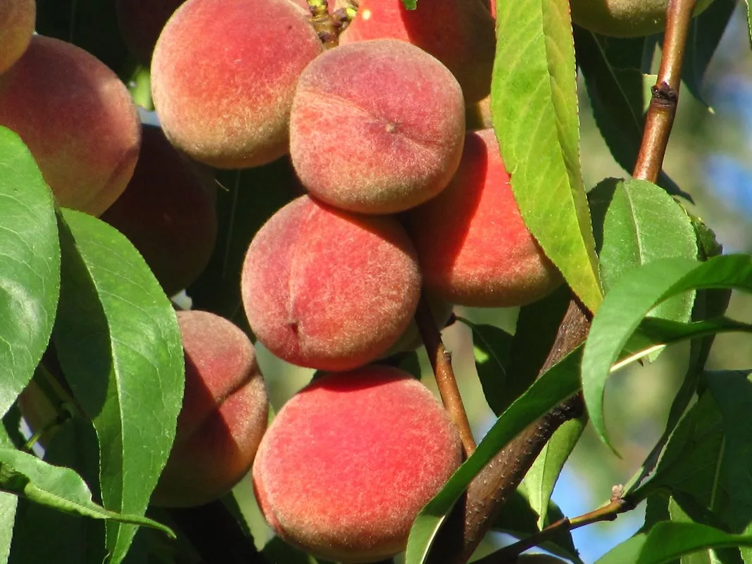 Превью изображения