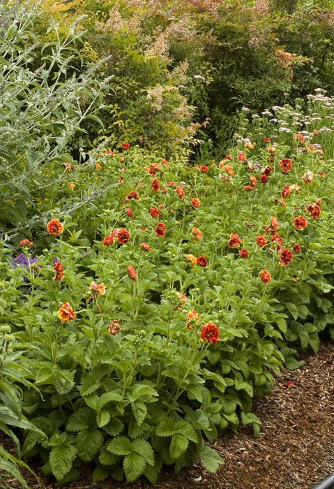 Превью изображения