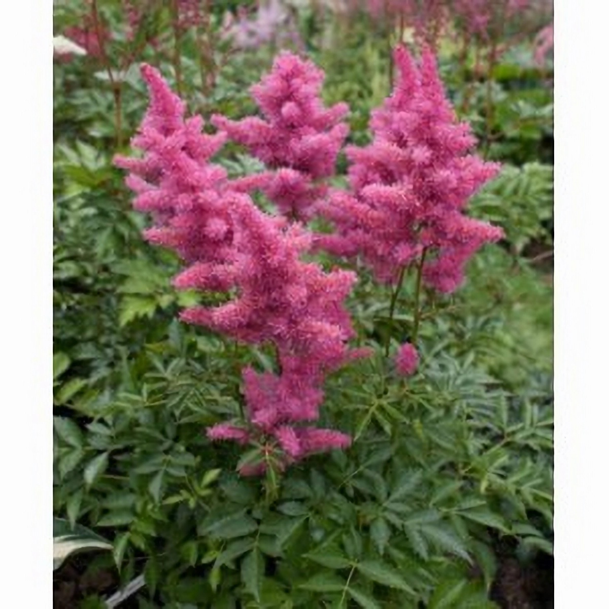 Превью изображения