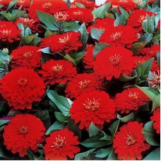 Превью изображения