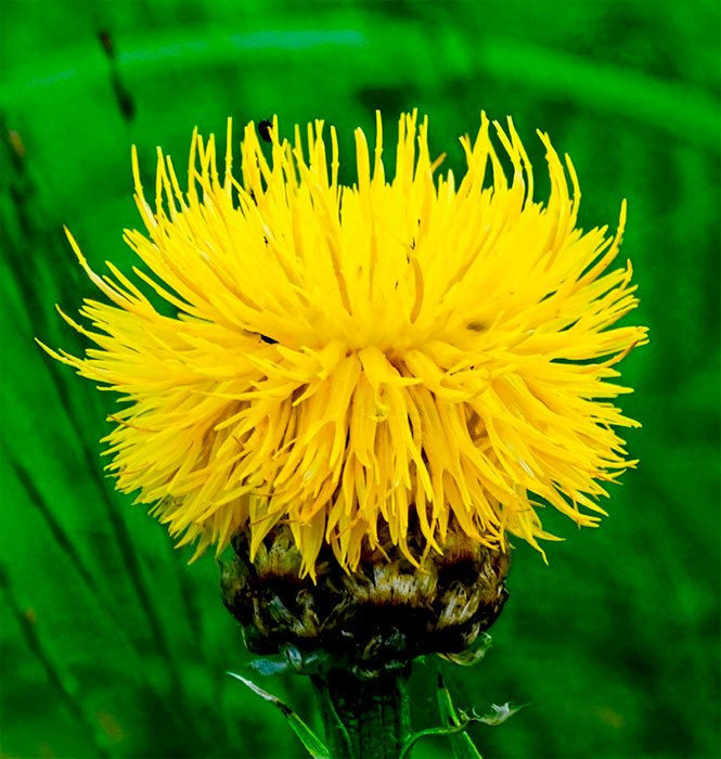 Превью изображения