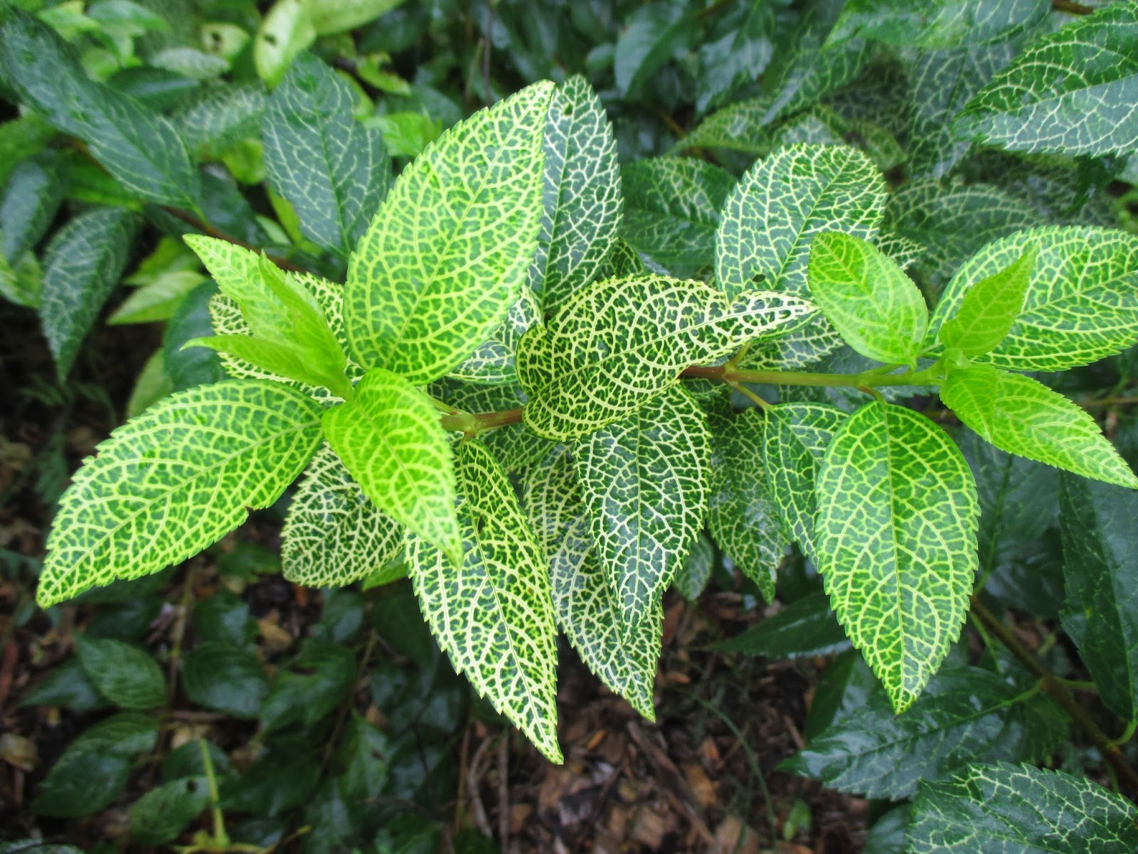 Превью изображения