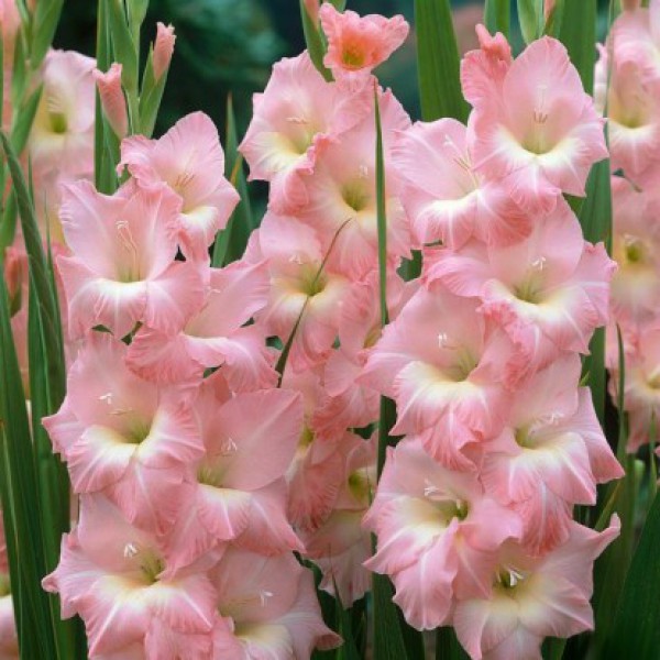 Превью изображения