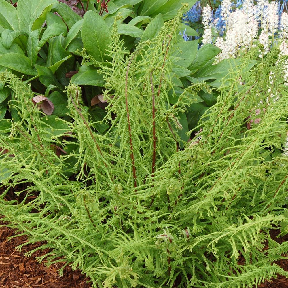 Превью изображения