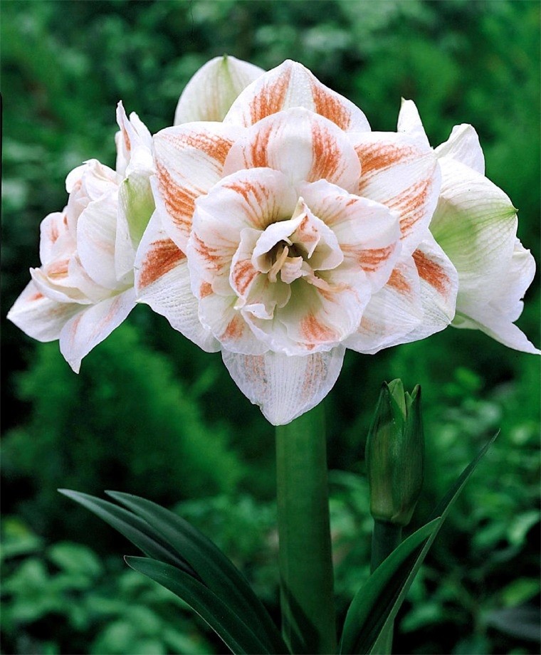 Превью изображения