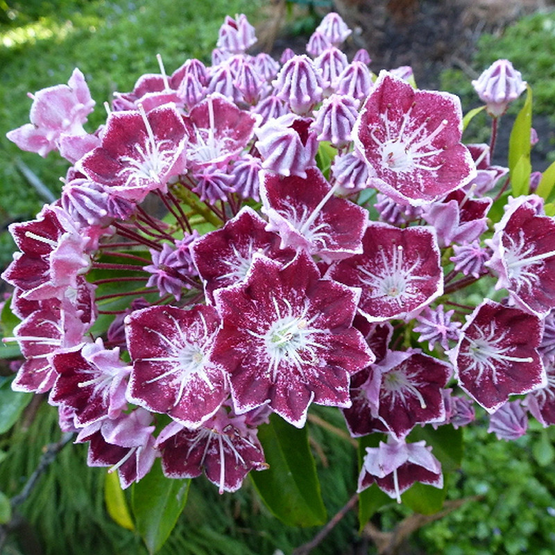 Превью изображения