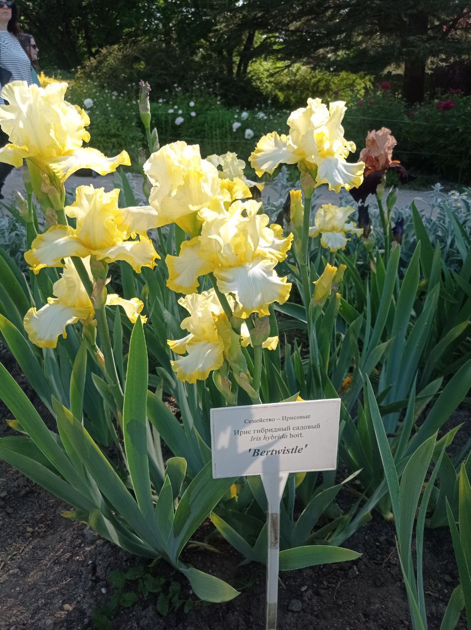 Превью изображения