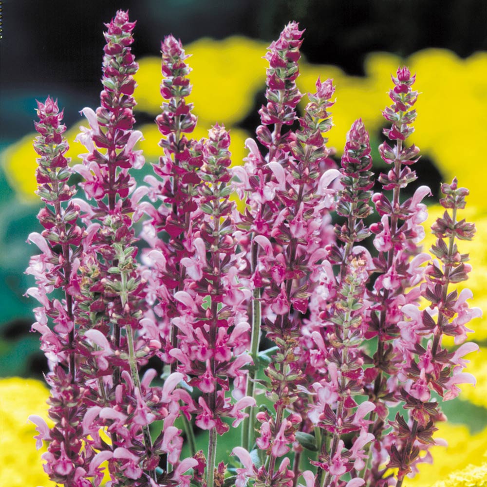 Превью изображения