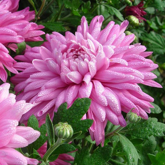 Превью изображения