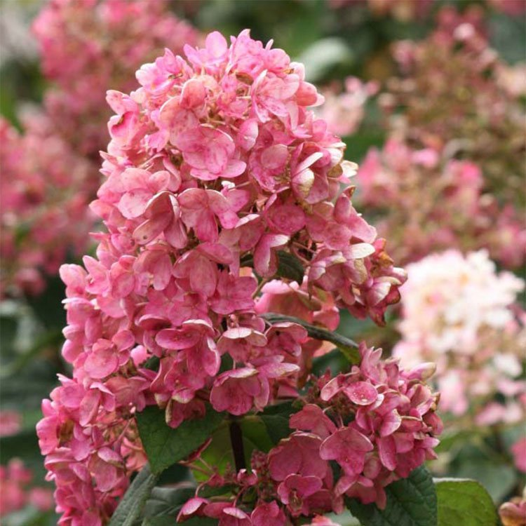 Превью изображения