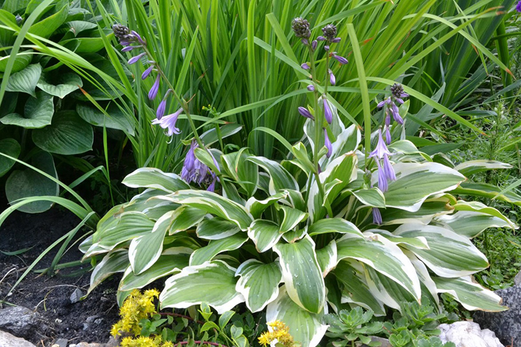 Превью изображения