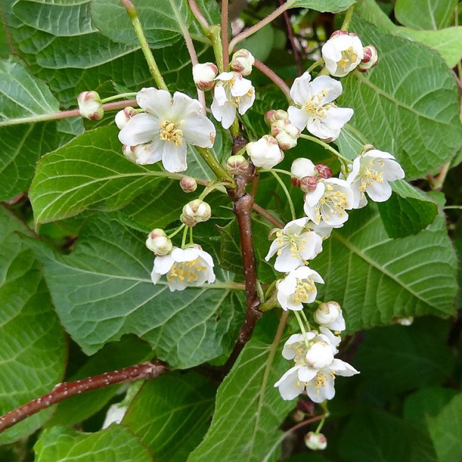 Превью изображения