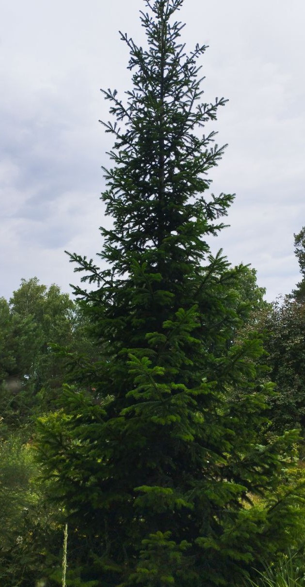 Превью изображения