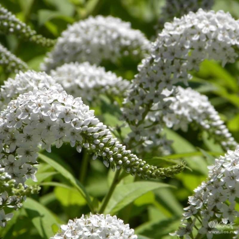 Превью изображения