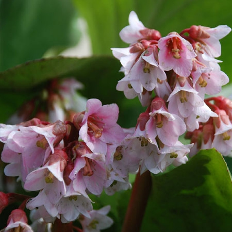 Превью изображения