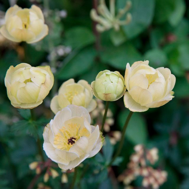 Превью изображения