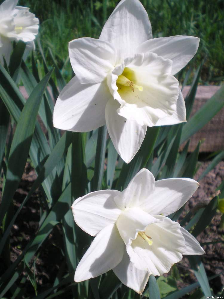 Превью изображения