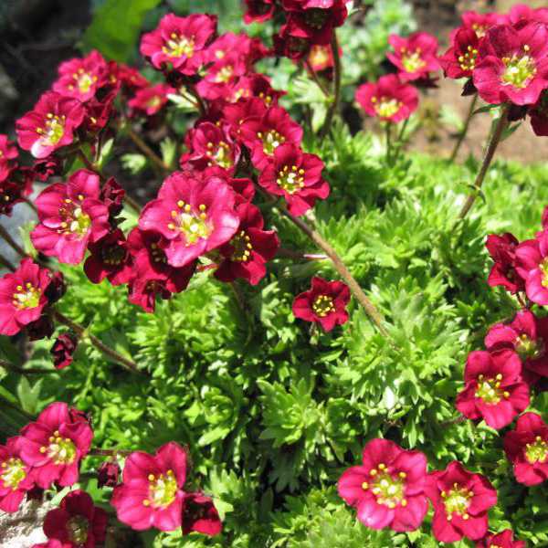 Превью изображения