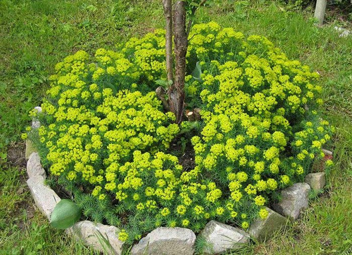 Превью изображения