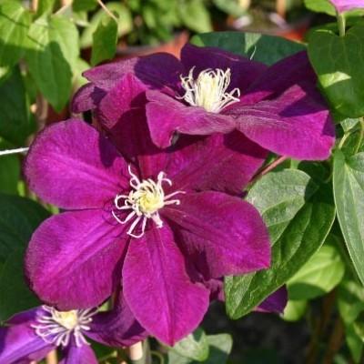 Превью изображения