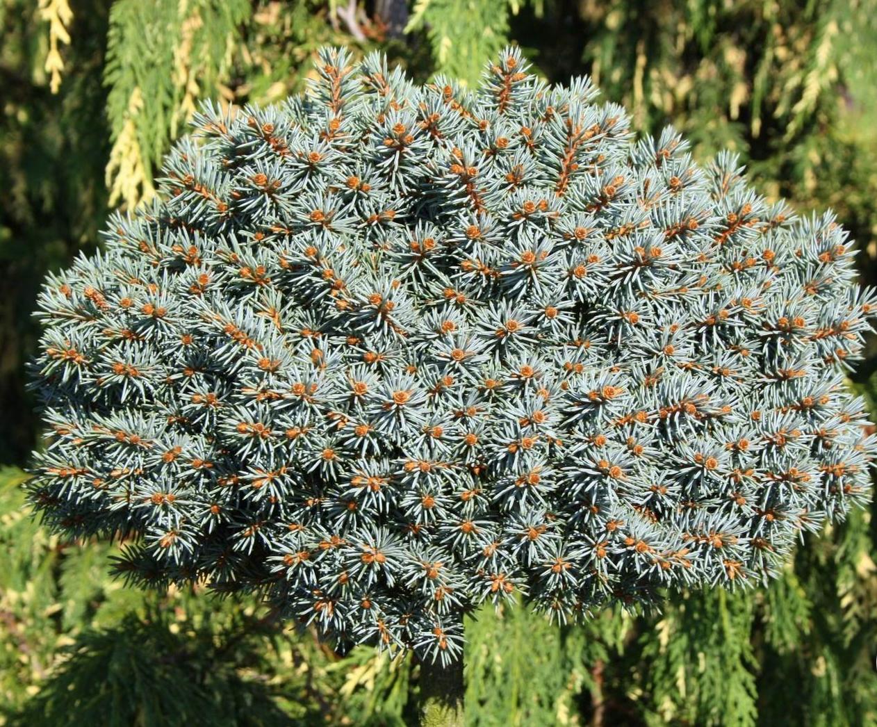 Превью изображения