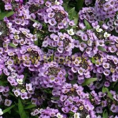 Превью изображения