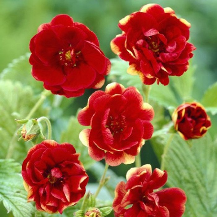 Превью изображения