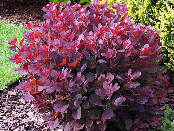 Превью изображения