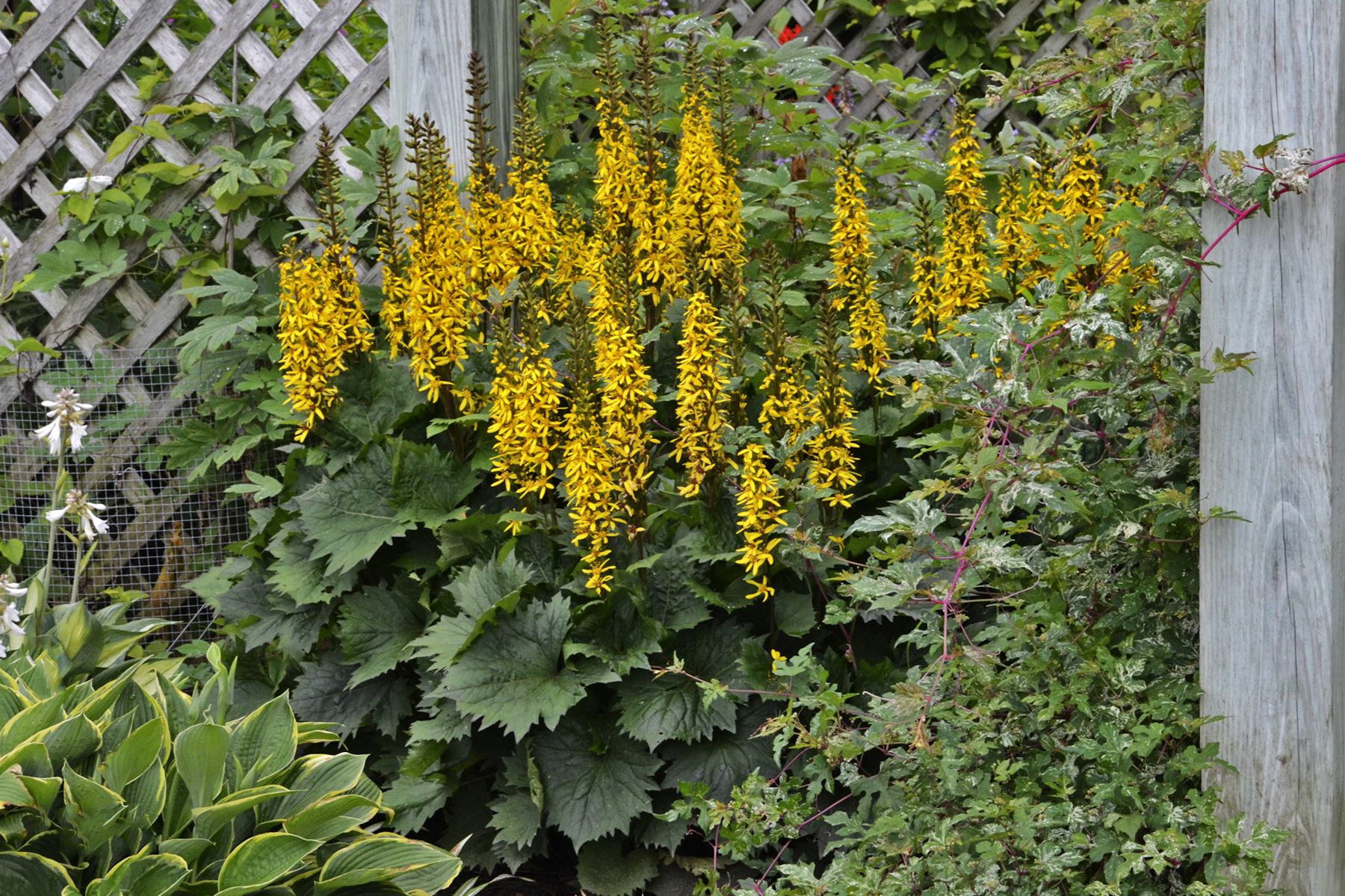 Превью изображения