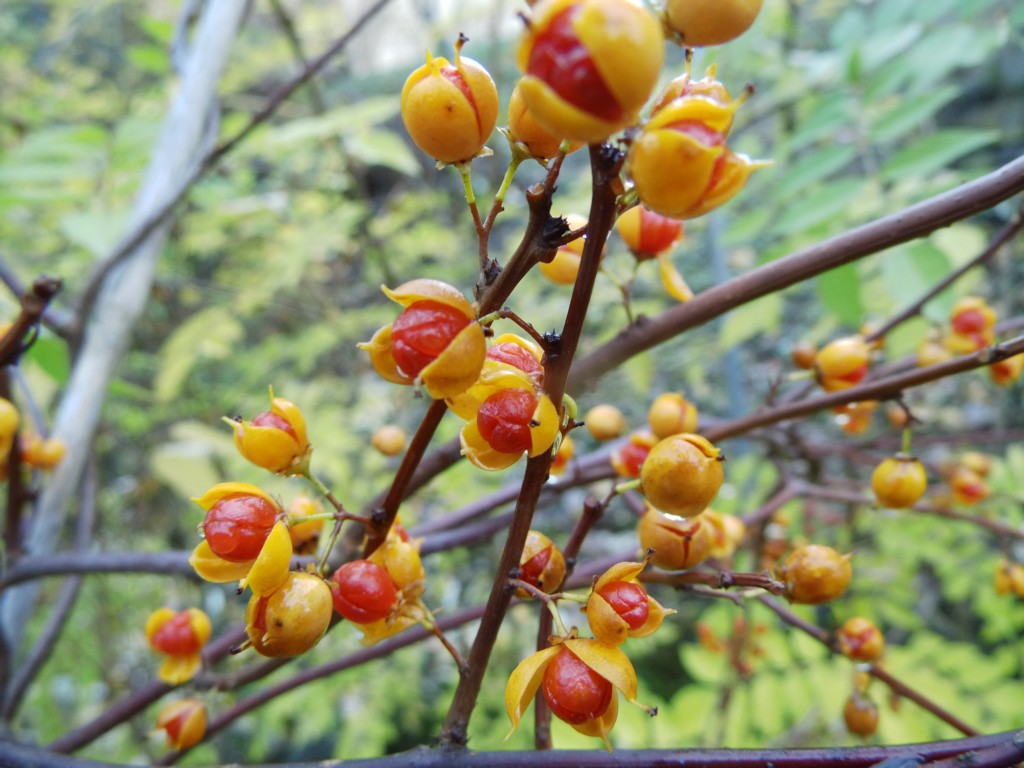 Превью изображения