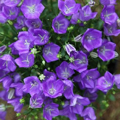 Превью изображения