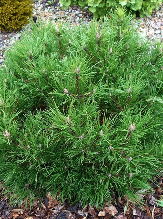 Превью изображения