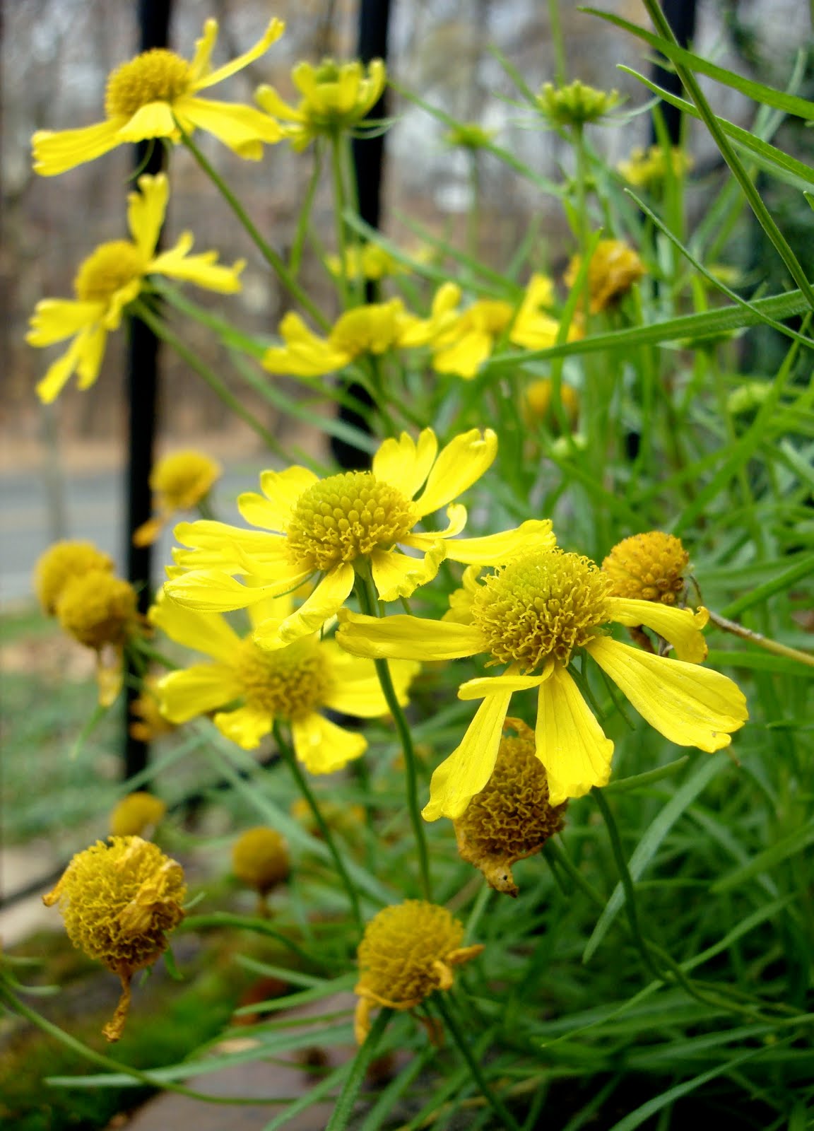Превью изображения