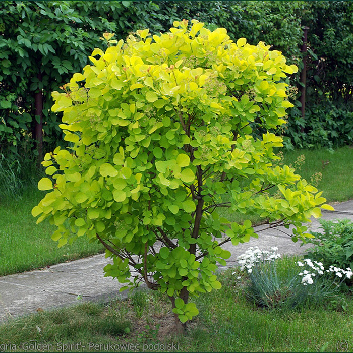 Превью изображения