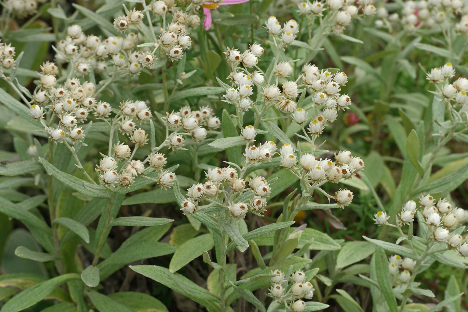 Превью изображения