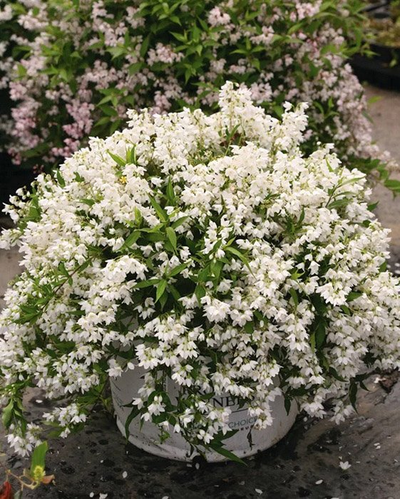 Превью изображения